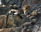 Lazy Jaguar by all4athena