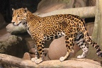 young jaguar 3 by ificouldflylikeyou d3fsi3k