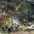 Leopardess1 c
