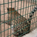 female leopard 0128