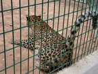 female leopard 0128