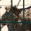 two females leopards 0225