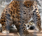 AmorousLeopards10 c
