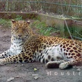 Leopard by Mousti