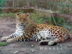 Leopard by Mousti