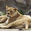 Lioness 