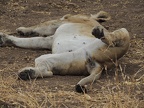 Panthera leo - lioness rest