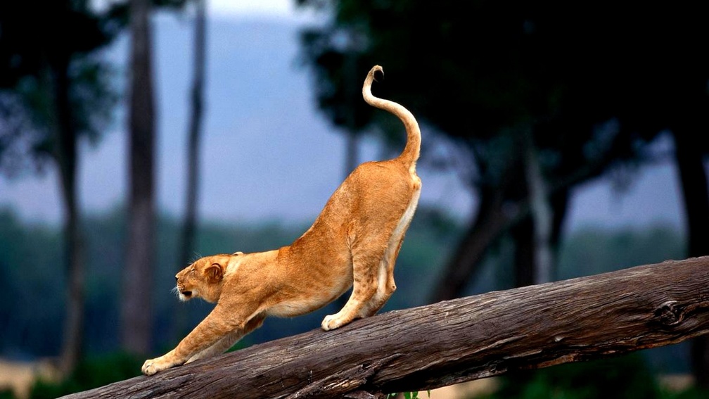 morning-stretch-lioness-exercise-14030-1920x1080