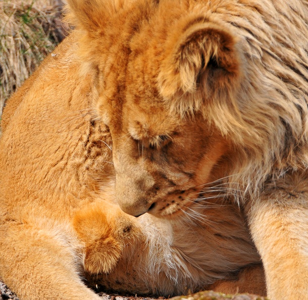 LionSon1.jpg