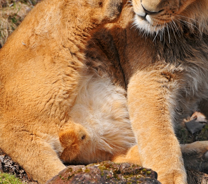 LionSon2.jpg