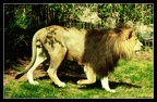 Lion by newdawnfades