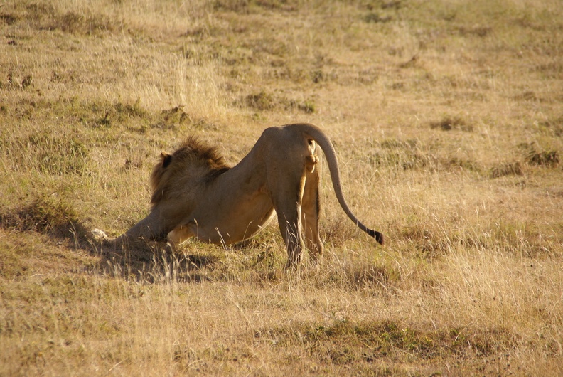 lion_stretching_by_tanzafari-d4m0jr4.jpg