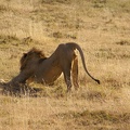 lion stretching by tanzafari-d4m0jr4