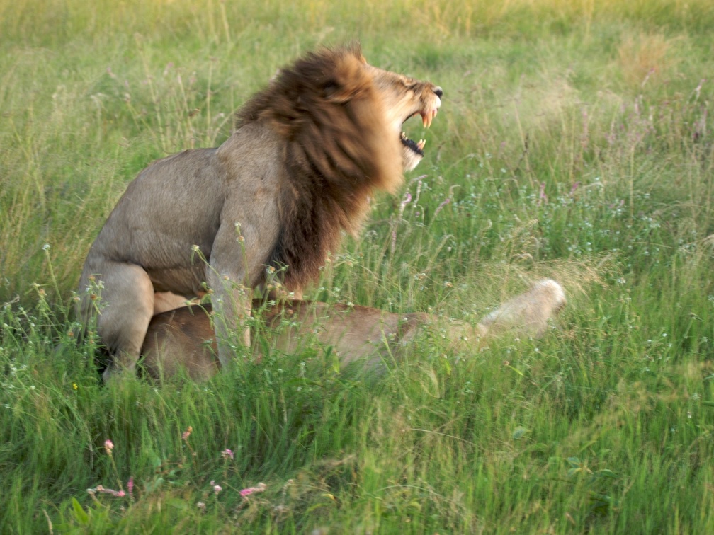 P4081679 Lion Botswana