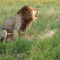 P4081679 Lion Botswana
