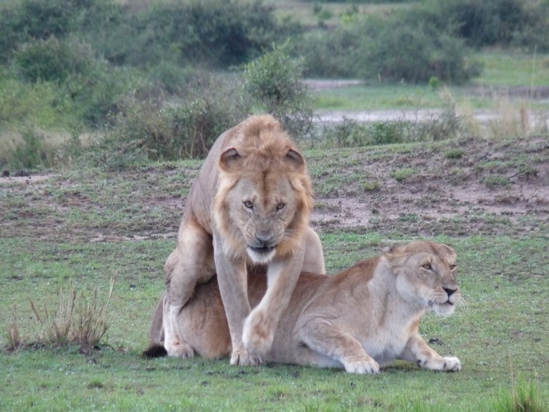7 Lions mating
