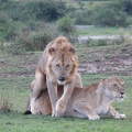 7_Lions_mating.jpg