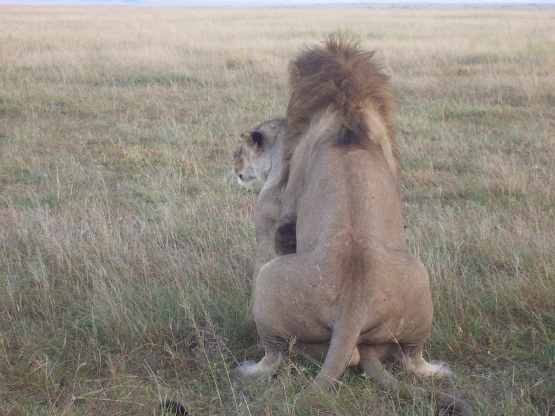 Male and Female Lion At It Again
