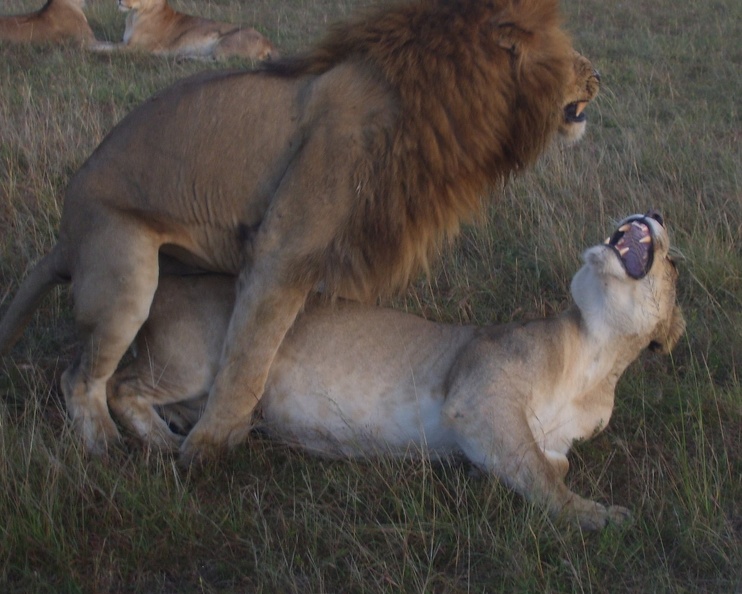 Male_and_Female_Lion_Mating.jpg