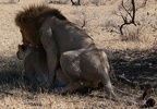 lion pair mating