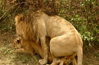 lions3