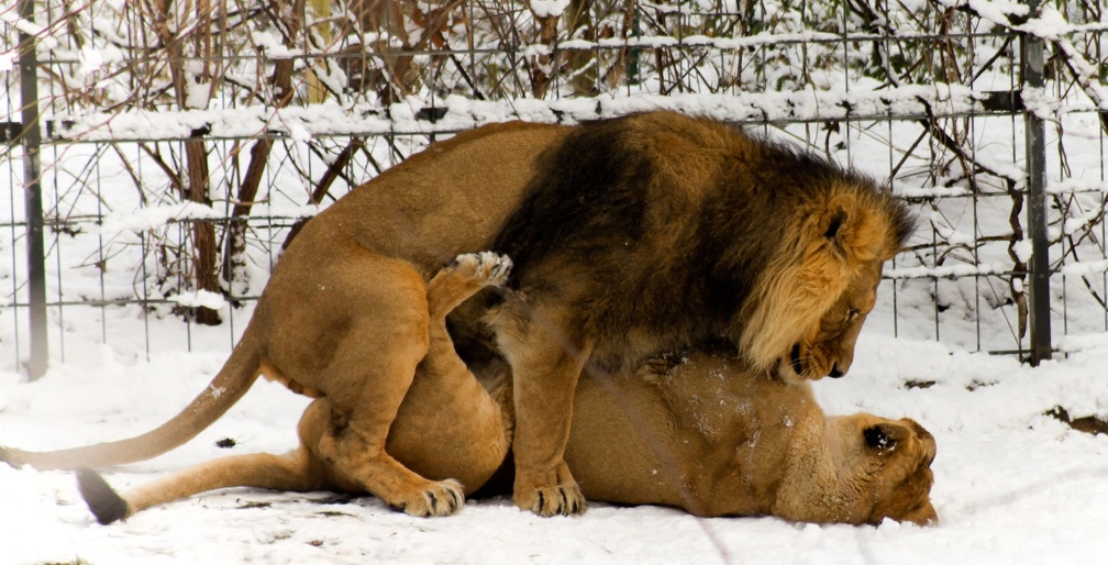 lions caressing each other by kleinstadtkummer
