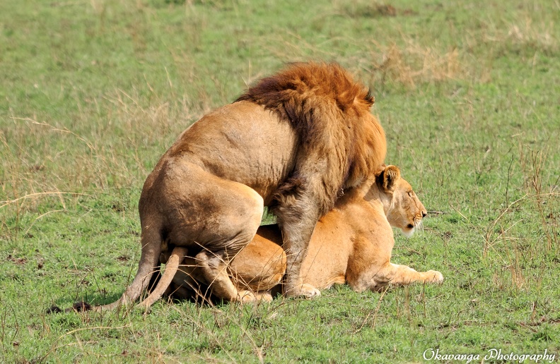 lions_mating_sequence_3_by_okavanga-d9jvdd2.jpg