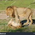 stock photo lion and lioness in