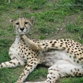 Itchy_Cheetah_by_AnimalsRForever.jpg