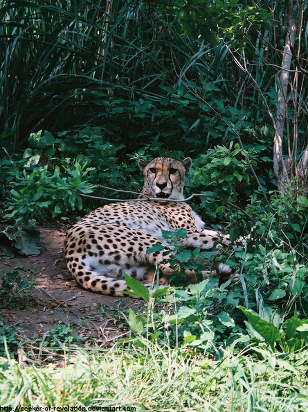 Zoo_Slow_Cheetah_by_seeker_of_revelation.png