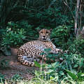 Zoo Slow Cheetah by seeker of revelation