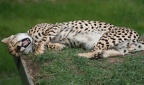 Cheetah I by Gothic Enchantress