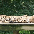 cheetah6ku