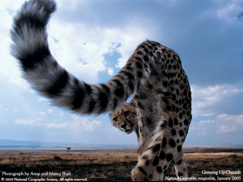 cheetah_rear_wallpaper.jpg