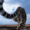 cheetah rear wallpaper