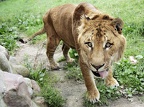 Cute Young Liger