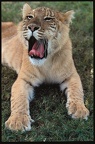 baby liger