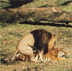 accouplement lion tigre