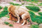 interspecies lion tiger sex 6