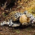 jaguar146 by redbeard31 d3ahiy5