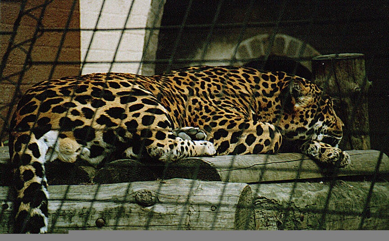 jaguar 001 001