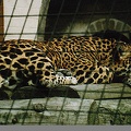 jaguar 001 001