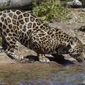 jaguar 03tk