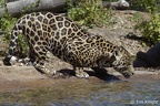 jaguar 03tk