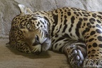 jaguar 06tk