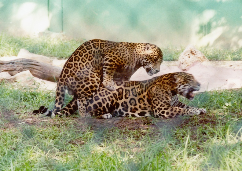 jaguars mating