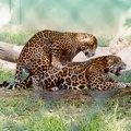 jaguars mating
