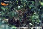 large Jaguars mating 001 001