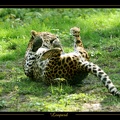 Leopard_1_by_caracal.jpg