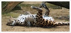 Leopard by demonmoth